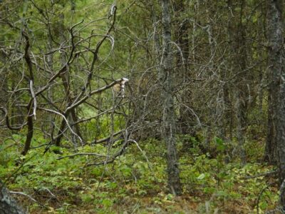 The First Feast Project, Part 8: The Game Is There, You Just Can’t See It Image